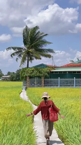 Trên đường về nhà ngoại ở Tân Trụ, tụi mình chạy ngang 1 ngôi nhà có lối vào nhỏ xíu giữa cánh đồng lúa 🍃 #kyubichan #longan #vietnam #travel 