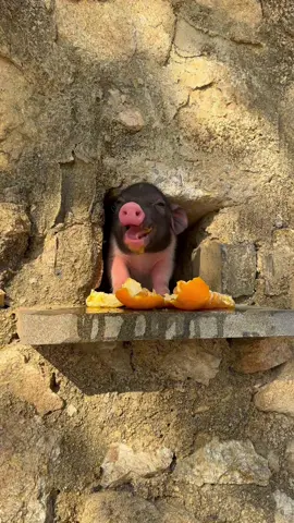 #cute #pig