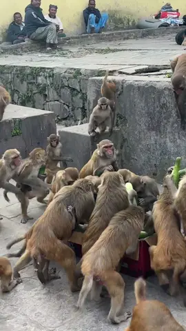 part 2 || monkey enjoying box of cucumber #feedinganimal 