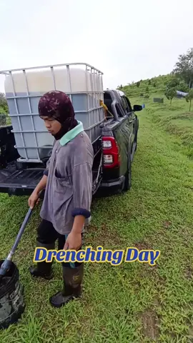 #drenching #fishaminoacids #fulvicacid #tracelement #foliar181818 #yaramila #yaratera #durian #musangking #blackthorn #kebundurian 