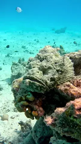 The reef stonefish is one of the most venomous fish in the world. Its dorsal spines contain potent venom that can cause extreme pain and even death if not treated promptly. It's also incredibly well camouflaged and often looks like a rock or coral, making it difficult to spot. #stonefish