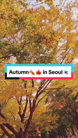 🍂🍁 #autumninkorea #autumnvibes #autumn #seoulkorea #seoultrip #seoul #seoultravel #southkorea #southkoreatrip2023 