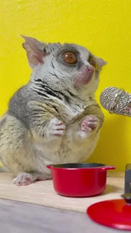 ASMR Eating 😋 #bushbaby #ショウガラゴ #monkey #exoticanimal #咀嚼音 #asmranimals 