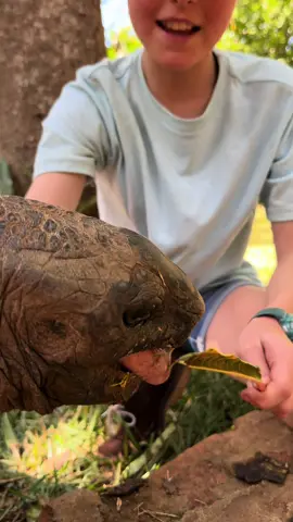 I wonder what changes this old guy has seen in his 120 year lifespan! 😮🐢  . . . #nature #wildlife #southafrica #learning #brookecarter #conservation #cute #tortoise #feedingtime #fyp 