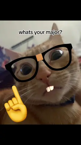 🤓☝️#cat #fyp #orangecat 