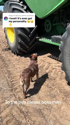 Replying to @Biianca.X69 3 years of jumping up to get in the aircon 😂 #dog #cattledog #puppiesoftiktok #dukethings @Winnie & April @Wisey🇦🇺 