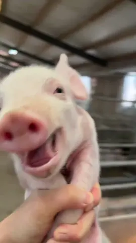 Little piggy flying,it’s looks like so happy! @who need to see it ! lol  #funnyvideos #piggy 
