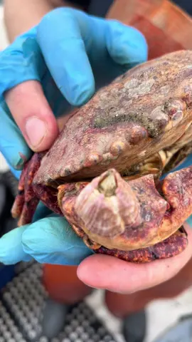 What do we got here David? The Barnacle Chronicles Continue #crab #barnacles #friendliestcatch 