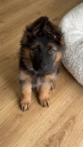 Typical German shepherd puppy things. #puppylove #puppytiktok #germanshepherd #germanshepherdpuppy 
