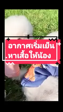เสื้อน้องหมา น้องแมว #เสื้อแมว #เสื้อสุนัข #เสื้อกันหนาวสุนัข  #สวนสัตว์tiktok 