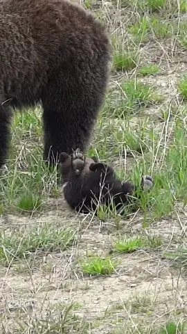 While moving content from an old drive to a new, I stumbled upon some of the cutest footage I didn’t even know I had. This young grizzly bear cub was given the name, “Pepper” by locals. The story of this cub was quite dramatic and watching this moment that I wasn’t even aware I had captured made me smile. I have a few more clips of pepper and will be sharing them too. 