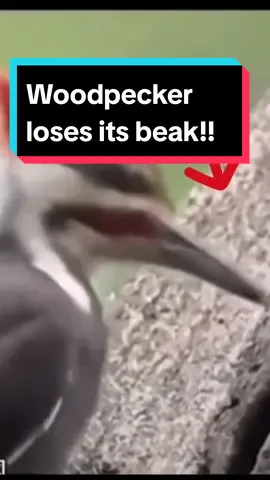 #wildanimals #woodpecker #scary  #awkward #bird #viraltiktok #foryou #fyp  idea @IdkSterling 