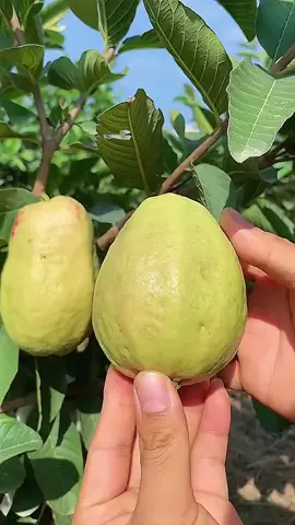 👍🏻🧑🏼‍🌾🫠#garden #nature #Love #fruit #like #share 