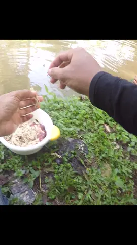 cara mancing bawal #mancingbawal #caramancing #umpanbawal