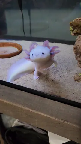 axie ❤️#PetsOfTikTok #axolotl  #axolotls #axolotlsoftiktok #mexicansalamander #leucistic #fyp 