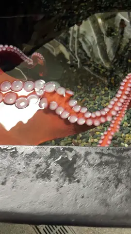 Giant pacific octopus up close and personal! #fypシ #fyp #sandiego #birchaquarium #giantpacificoctopus 