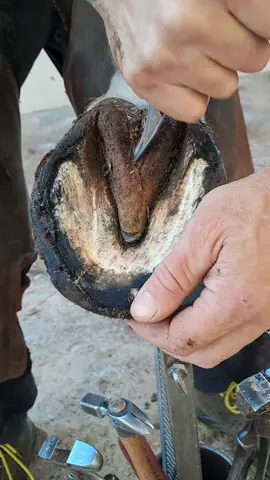 ASMR 🐎 #asmrsounds #satisfying #horse #farrier #animalwelfare #ASMR #caredit #farriersoftiktok #horseshoe #hoof 
