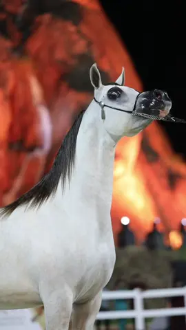 #بطوله_حايل_لجمال_الخيل #حريري_الشقب 🐎❤️ 