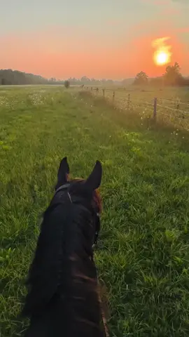 forgot to post this one from the summer. i live for moments like this #sunset #horse #horses #trailride #serenity #beautiful #horsesoftiktok #thoroughbred #ottb #viral #fyp #xybca 