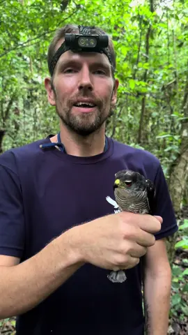 Tiny Hawk! #birdsoftiktok #hawk #raptor #birdbanding #birdringing #amazonrainforest #amazon #conservation #resesrch# #peru 
