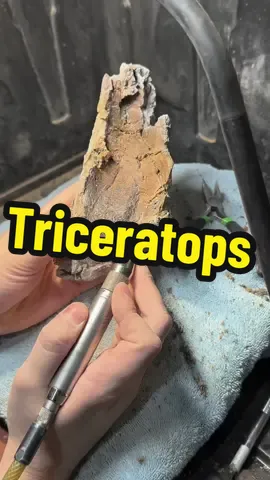 Fred the tricerarops! This is part of the maxilla. Fred is a smaller sub-adult triceratops skull. There are lots of small pieces of this partial skull that I am prepping rn #fossil #paleontology #science #dinosaur #adventure 