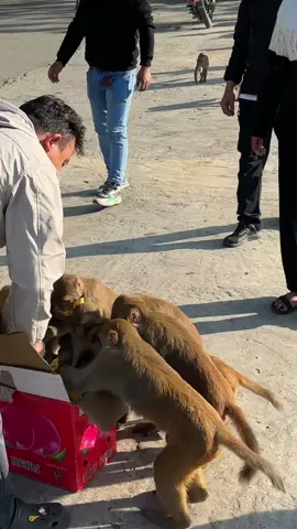 one box banana for monkey #feedinganimal 