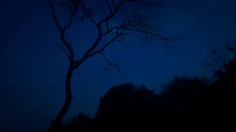oh, beautiful poison tree #photography #cinematography #nature #bluehour #night #cinematic #fyp #darkaesthetic #aesthetic #fy 