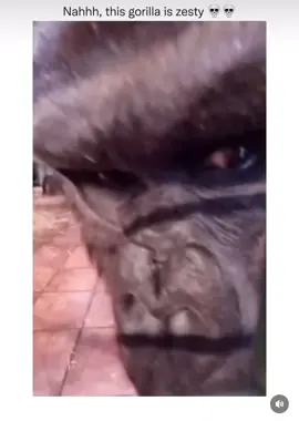 Ayooooo 😅 #gorilla #zesty #fyp #tongue #foryoupage #viral #funny 