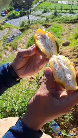 Buah carica super langka di indonesia #buahcarica #carica 