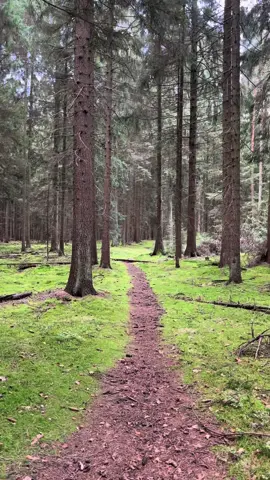 Collecting Mushrooms 🍄 Für dieses Jahr ist es das letzte Mal, dass ich Pilze sammeln gehen. Ich war vorher schon oft in vielen verschiedenen Wäldern, um Pilze zu sammeln. Leider hatte ich nicht immer Erfolg. Es hat für mich aber auch etwas sehr beruhigendes, in der Natur spazieren zu gehen. Die Natur gibt uns so viel 🥺 🧡 🍂 🍄 #c#collectingmushroomsm#mushroomm#mushroomgirln#naturew#walkinginnaturep#pilzesammelnp#pilzep#pilzesammelnmachtsüchtigw#waldspaziergangn#naturevibesa#autmna#autmnvibesf#foryouf#foryourpagef#fyfyfyfy