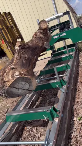 Cutting up and okd cottonwood that got blown over in a windstorm #woodworking #maker #sawmill #wood #bois #madera #holz #fun 