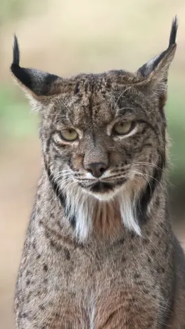 La mirada del #linceibérico, ¿puede haber algo más increíble? Pirineo, un macho de 5 años, posando tranquilo y ajeno a mi presencia. La sensación de tener tan cerca al gato más amenazado del mundo es única.  Imágenes filmadas con #XH2S y #XF150600. 