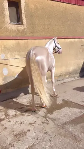 My golden stallion #horus #dressage #stallionhorse #horsesoftiktok #equestrian #lusitanohorse #cavalliditiktok #mystallion #cruzadohorse #myfirsthorse #dressagelife #myhorseandme #perlinohorse #cremellohorse #albinohorse 