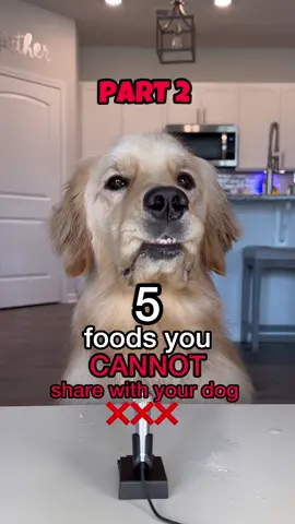 Replying to @henrikraami Foods You CANNOT share with your dog PART 2 ❌🧂☕️ ❌🍫🍇 Wait for a special Pearl surprise at the end. Did you know all of these? #doglover #dogs #education #dogfood 
