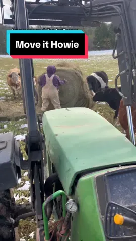 I was ready to make a dash for the tractor if Howie came around the side of the bale…I ALWAYS look for my closest way out #balegrazing #cowsoftiktok #cowtok #ontag #bulls #farmlife #feedingcows 