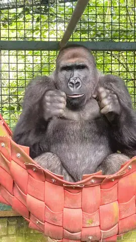 Beware grumpy teenager! A gorillas warning vocalisation sounds like coughing #gorilla #hammock