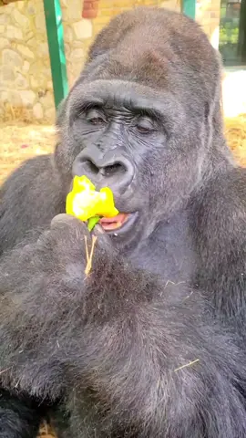 Crunch crunch! #gorilla #eating  #asmr #satisfying