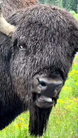 The American bison roaring also called the American buffalo or simply buffalo #junglelife #bigcatanimal #discovery #animal #wildlife #nature #fyp #fypシ 