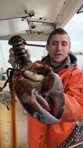 Top 3 cool catches of the day!1 #maine #lobster #fishing #ocean #interesting #didyouknow #educate #commercialfishing #fy #LobsterTok #behindthescenes #coolcatch #rare #rarefind #rarecatch 