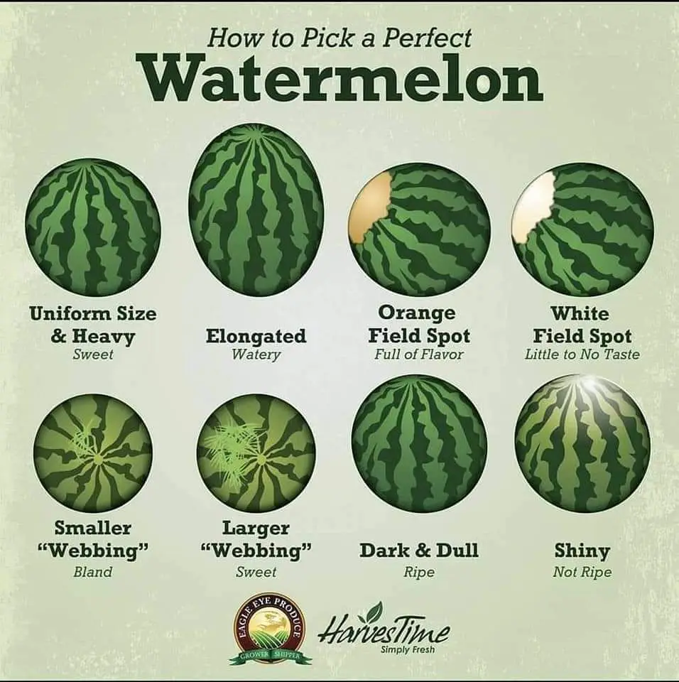 How to pick the perfect 🍉 Watermelon🍉 *Health Benefits of a Watermelon. *Which fruits have the most and less sugar. Good Information #fruittok 