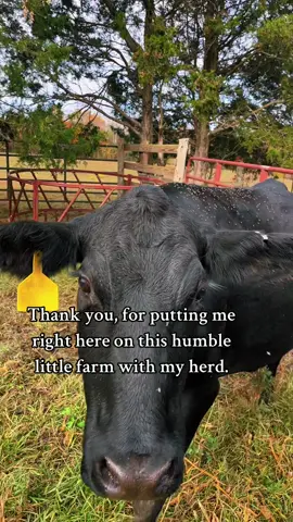 Just happy to be here.#farmfamily#farm#cattle#wormingcattle