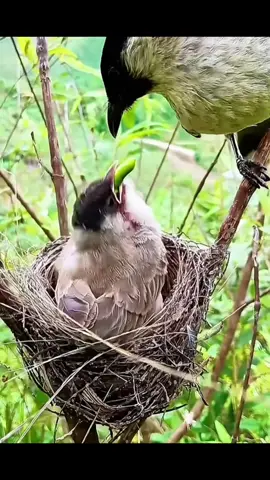 #birdfeeding #babybirds #nestingbirds #birdlife #birdwatching #wildlifephotography #naturephotography #birdsofinstagram #cute #lovely 