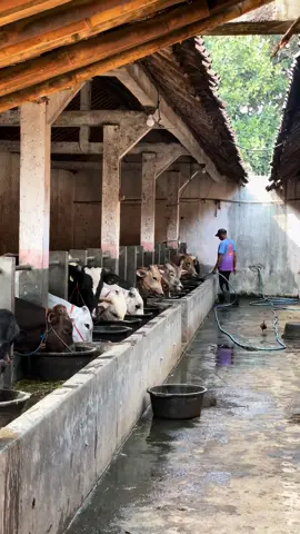 makan dan minum pagi🐮🐄 #pengusahamuda #peternaksapiindonesia 