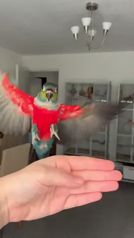 Charlie incoming! #conuresoftiktok #conure #conurelove #conuresonly #parrots #parrotsoftiktok #crimsonbelliedconure #slowmotion #slowmo #fly #flying #flight #birds #pets #animals #fyp #viral #birbmemes #birbmemes  