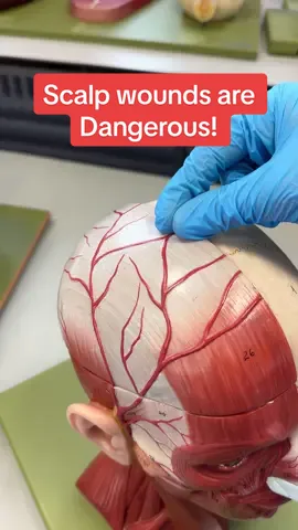 Do not cut your scalp 🫡 #anatomy #neuroanatomy #clinical #clinicalanatomy #emergency #medicine #medschool #medstudent #medicalschool #medicalstudent #medtok 