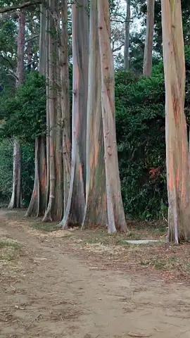 Oktober 2019 aku berada di SDN Sumber Wringin 2 tepat di depan Hutan Pelangi. waktu itu anak-anak bilang Hutan IPB krn pernah diobaevasi mahasiswa IPB. Setelah hit aku belum sempat foto, hanya memoto pohon ini dan hp lihat. 28 okt 2023, aku kembali stelah 4 tahun kemudian hutan pelangi ini terkenal. 