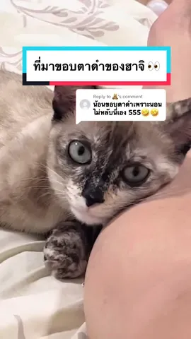 Replying to @🧸 มีลูกสาวคนเดียว ก็ไม่อยากบังคับแกมากค่ะ แกชอบเขียนขอบตา 🥺🫶🏻 5555555555555555 #hajicat8 #สวนสัตว์tiktok #catsoftiktok #แมวตลก #