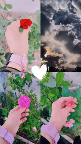 #تحُب الورد وهية من الحسن وردة 🤎. لايعشق الورد الا من يشابه فرفقاً بِنا إننا للوردِ عشاق ، ❤️#لايك_فولو#تصويري📸 #ايدي #شعب_الصني_ماله_حل😂😂  #اكسبلور_تيك_توك#السماء_لاغيمت_تمطر_مطر  #ترندات_تيك_توك_جديدة #للوردحكاية_عشق #اعبارات #انوش #البابليه🖤👸🏻 