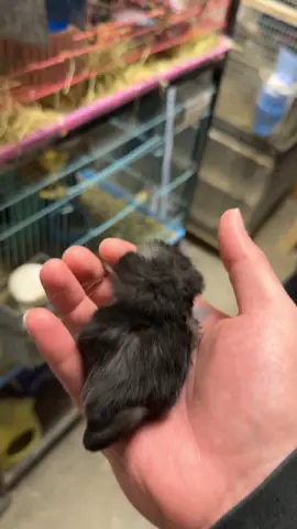 Ive never seen such a tiny chinchilla in my entire life #fyp #foryou 