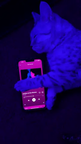 #kitten #kittensoftiktok #fyp #viral #tvgirl 